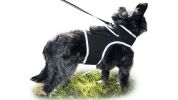 Broad GPS GSM Coverage Wireless Pet Tracking Collars for Hunting Dogs Size:XXL